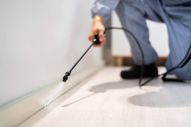 Licensed Termite Control service in Dukes County County, MA - Nex Pest Control